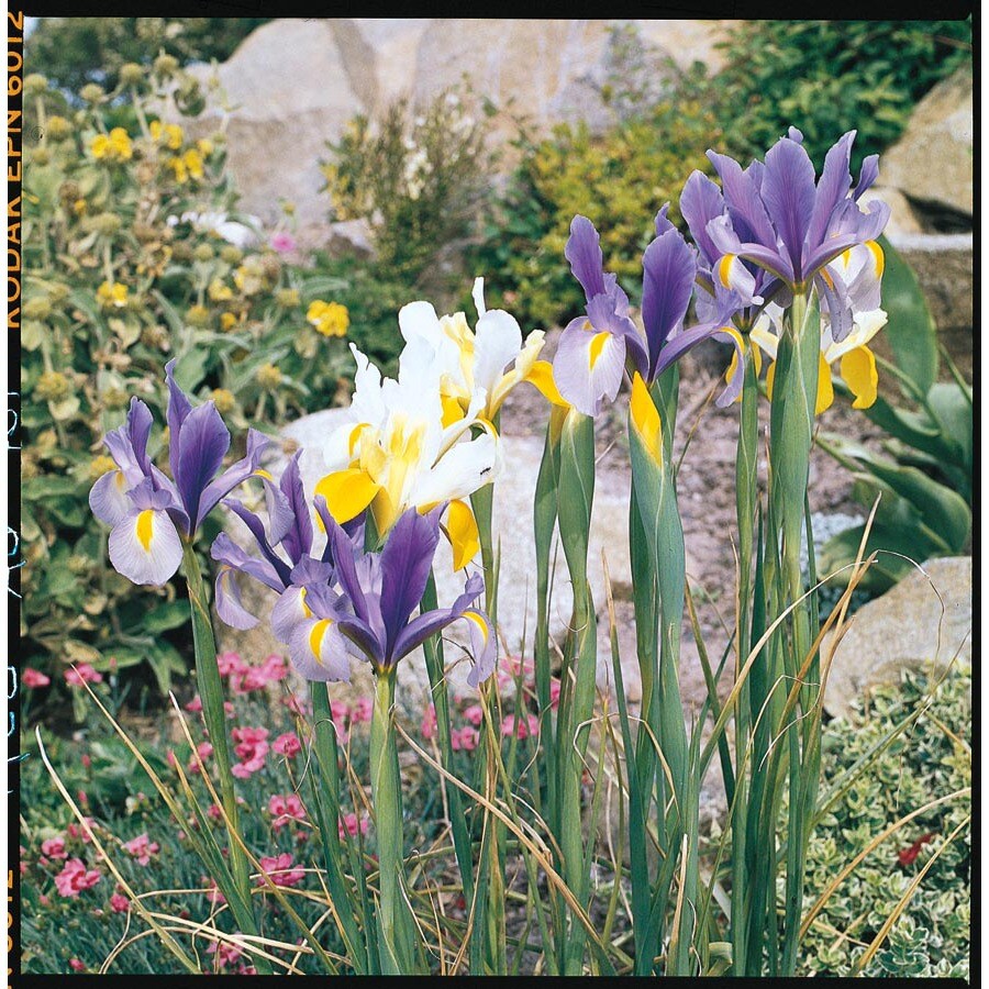 Dutch Iris Mix at