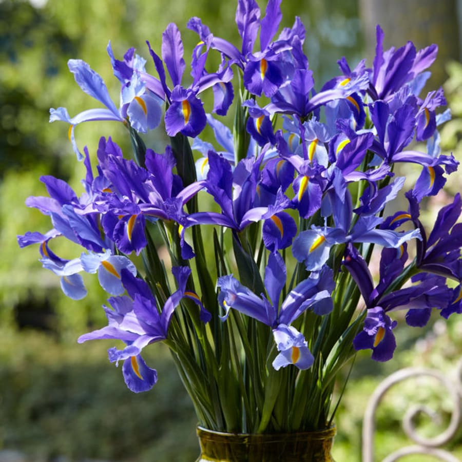 25 Count Dutch Iris Sapphire Beauty Bulbs at