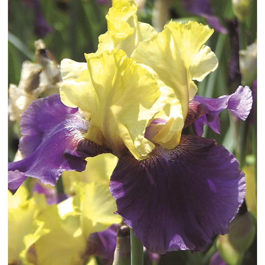 1 Count Jurassic Park Bearded Iris (LB21853) at