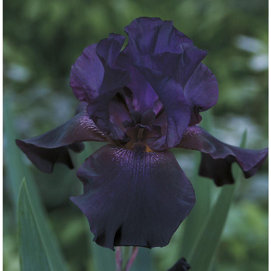 1 Count Superstition Bearded Iris (L14714) at