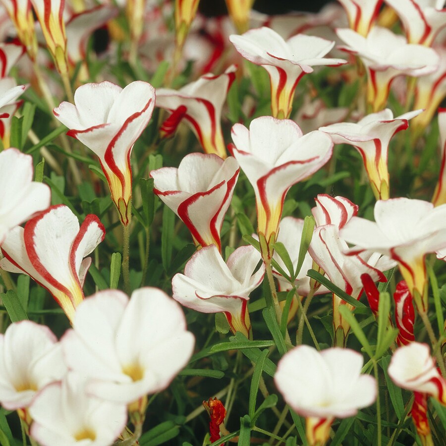5 Count Oxalis Versicolor Bulbs at