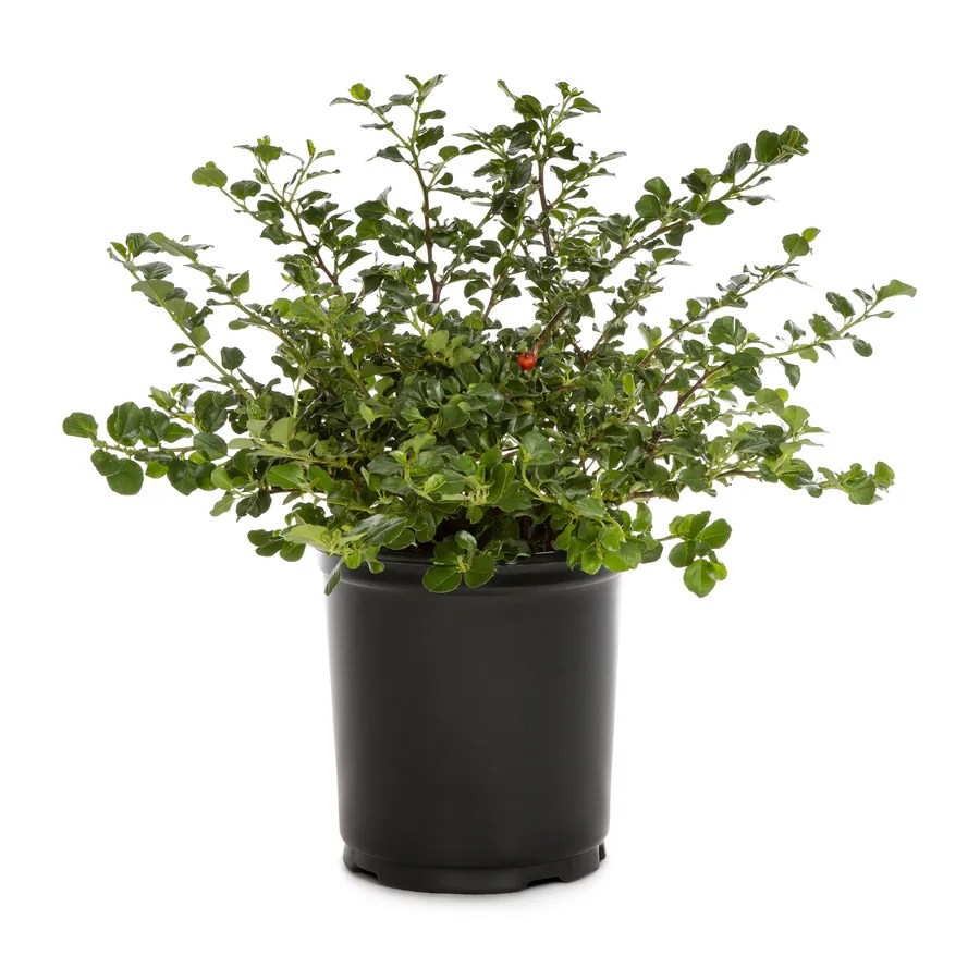 Shop 2.5Quart White Bearberry Cotoneaster Flowering Shrub (L5176) at