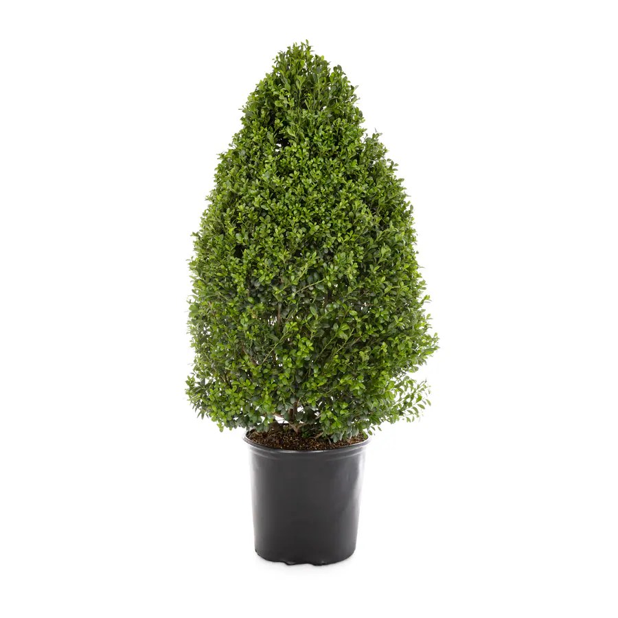 2.25Gallon Green Coned Dwarf Japanese Holly Feature Shrub in Pot