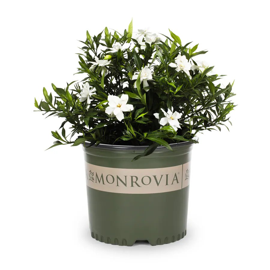 Monrovia 2.25Gallon White Heaven Scent; Gardenia Flowering Shrub in