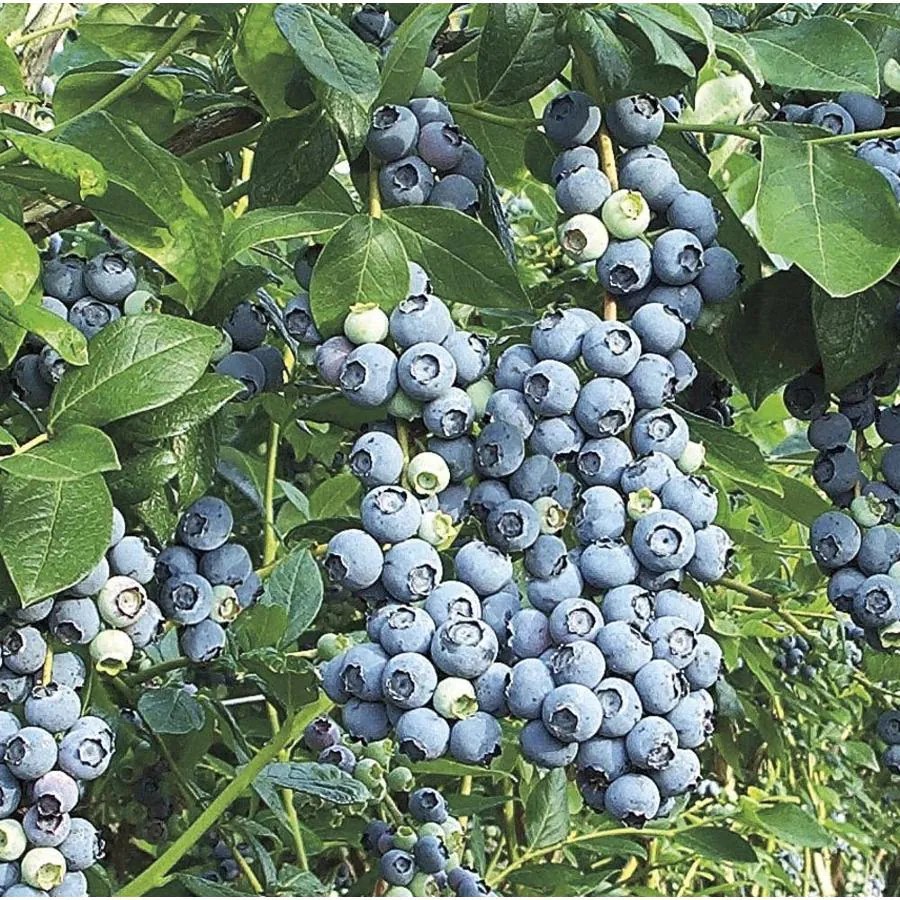 Monrovia 1Gallon Blue Suede Southern Highbush Blueberry Small Fruit