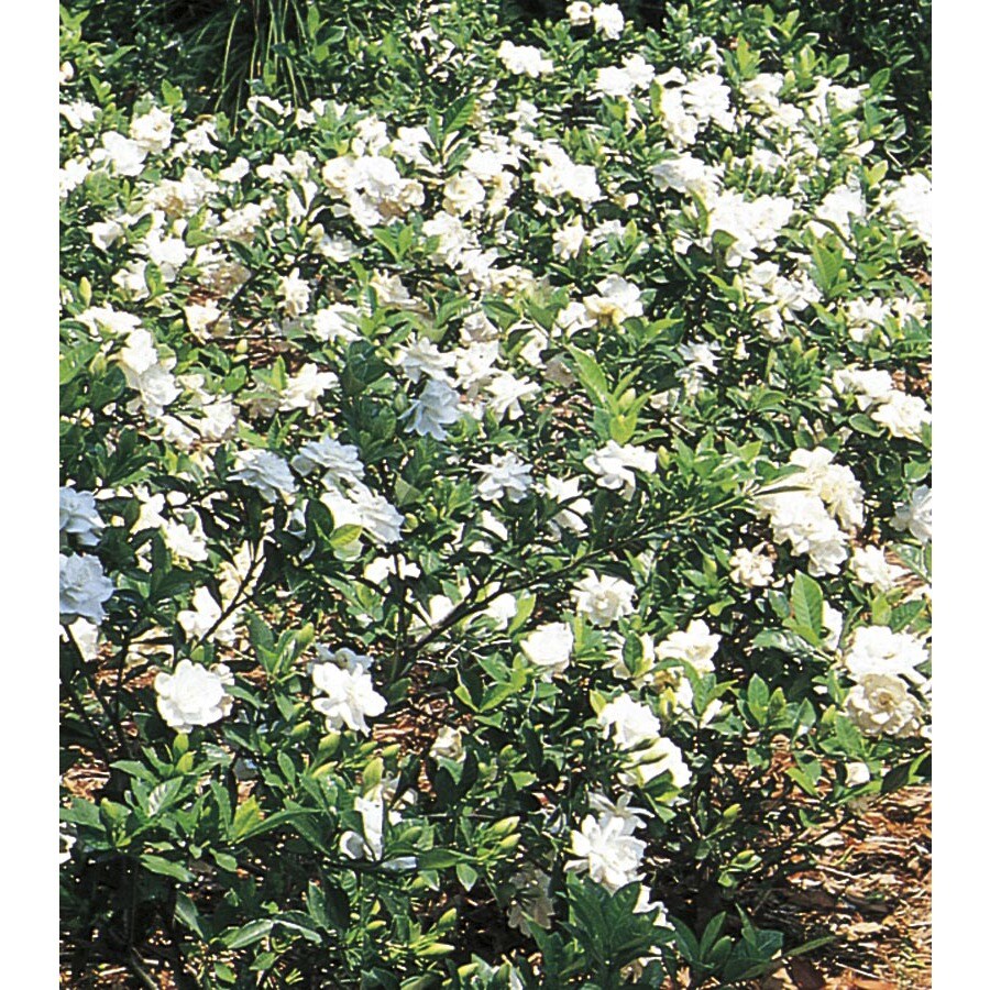White Gardenia Flowering Shrub in Pot (With Soil) (L5150) at