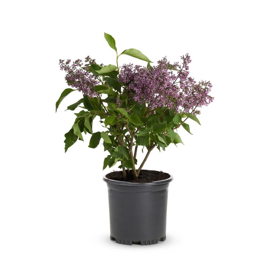 Purple Old Fashioned Purple Lilac Flowering Shrub in Pot (With Soil
