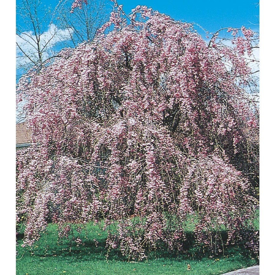 6.08Gallon Pink Weeping Cherry Feature Tree in Pot (With Soil) (L1010