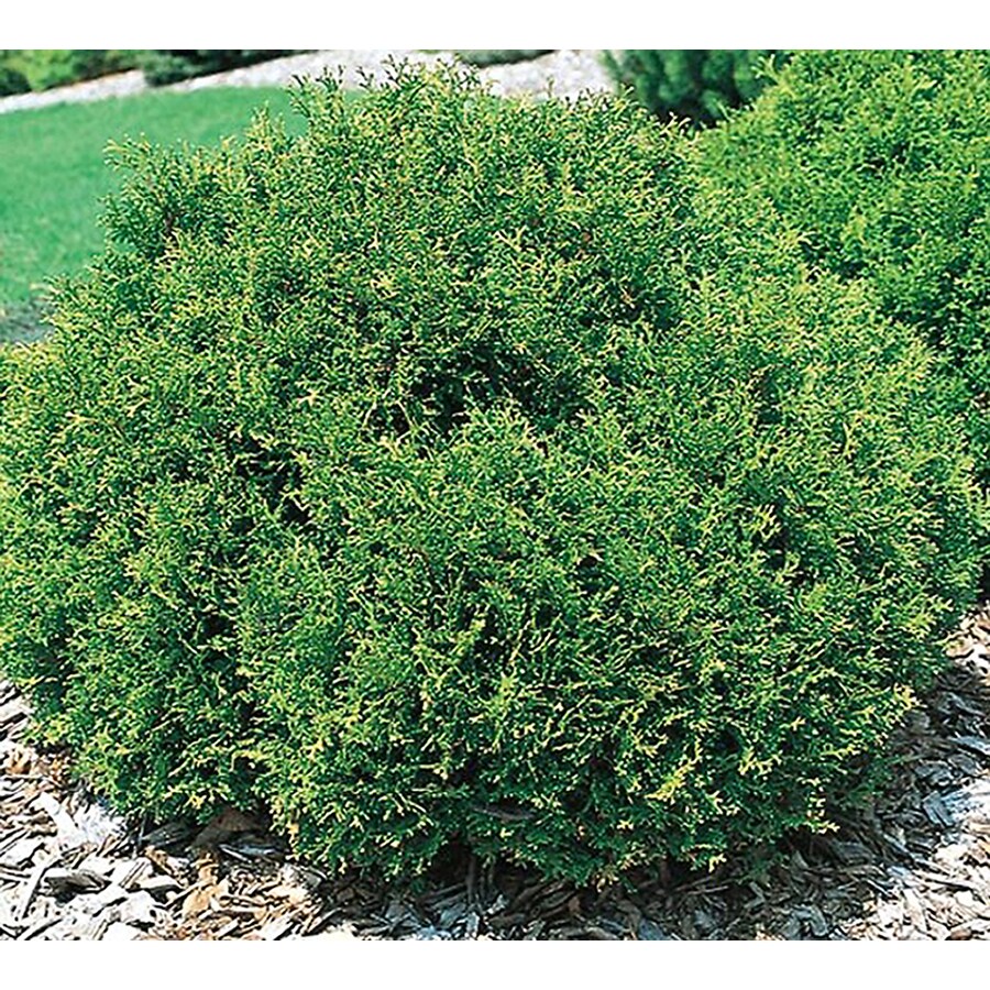 Hetz Midget Arborvitae Accent Shrub in Pot (With Soil) (L5389) at