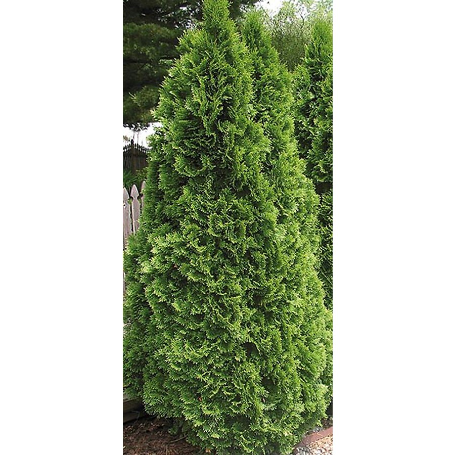 Emerald Green Arborvitae Screening Shrub in Pot (With Soil) (L5480) at