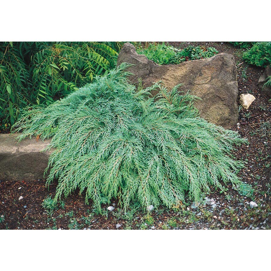 Russian Cypress Accent Shrub in Pot (With Soil) (L14241) at