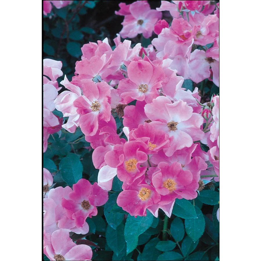 In Pink Nearly Wild Rose (L7575) at