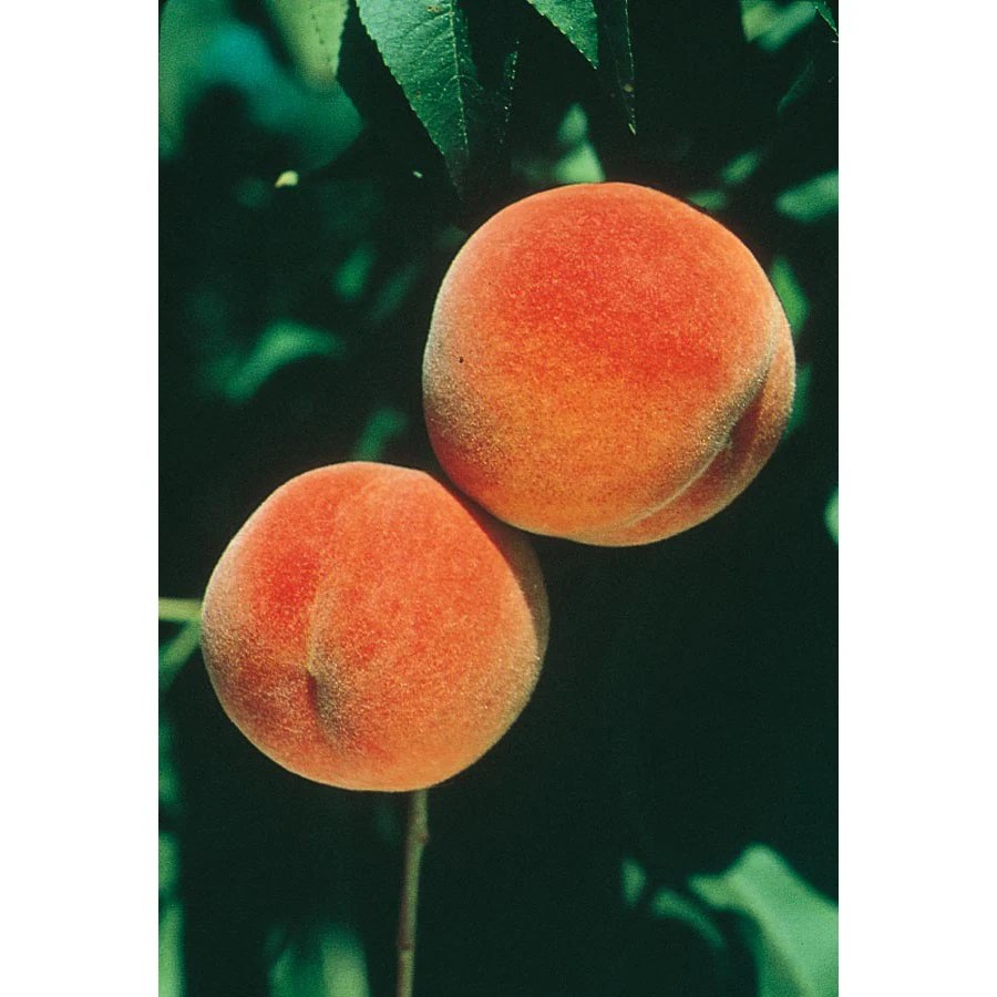 Shop 3.25Gallon Red Haven SemiDwarf Peach Tree (L3655) at