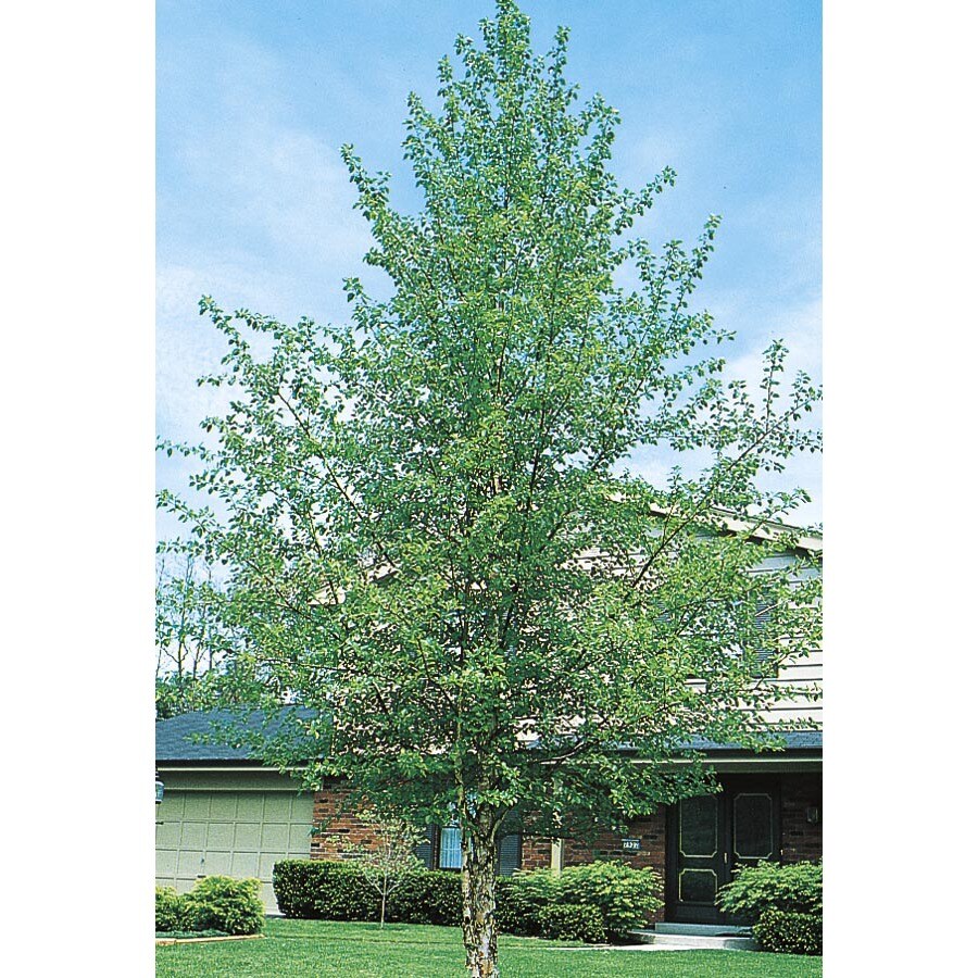 5.5Gallon River Birch Feature Tree (L1154) at