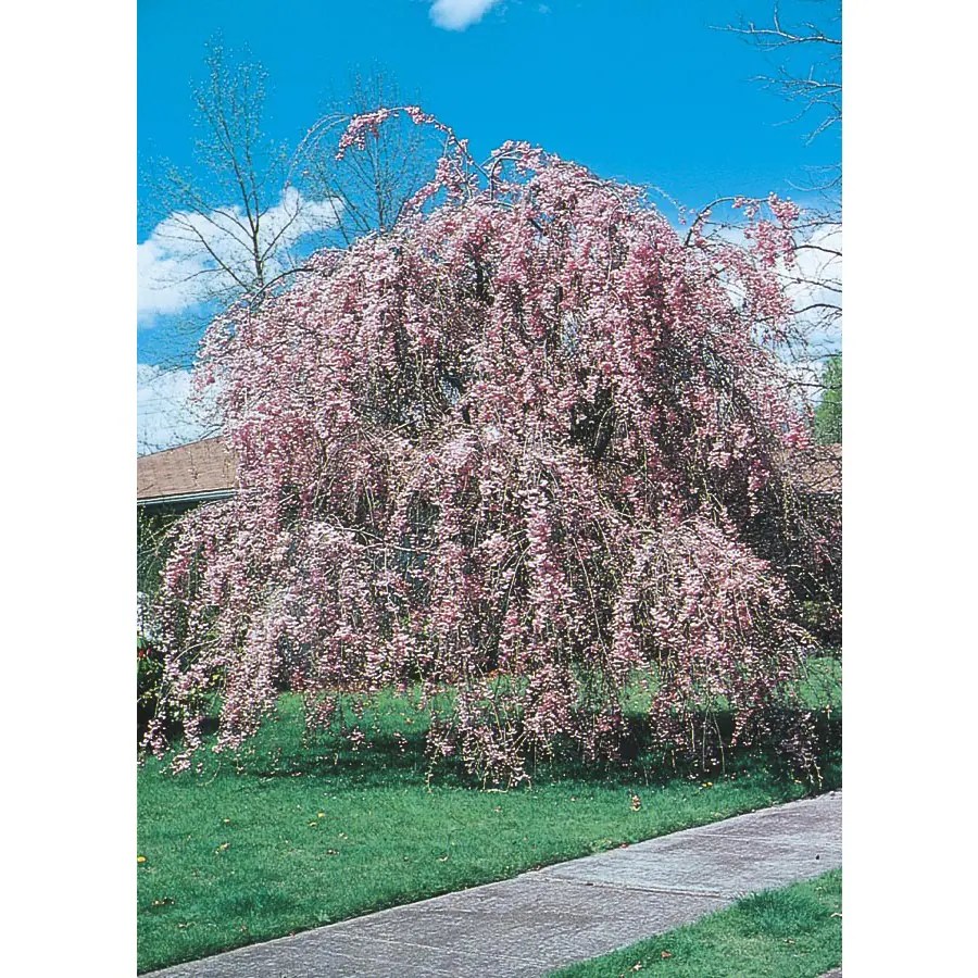 Shop 5.5Gallon Weeping Cherry Feature Tree (L3232) at