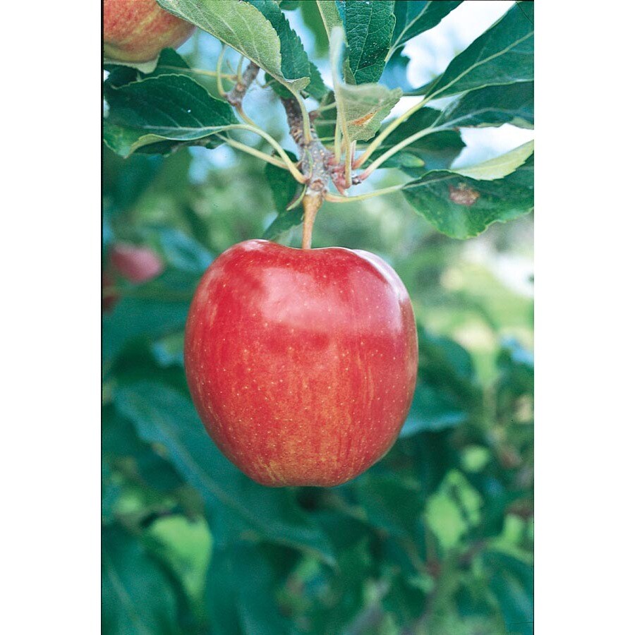 Shop 3.25Gallon Cortland Apple Tree (L6120) at