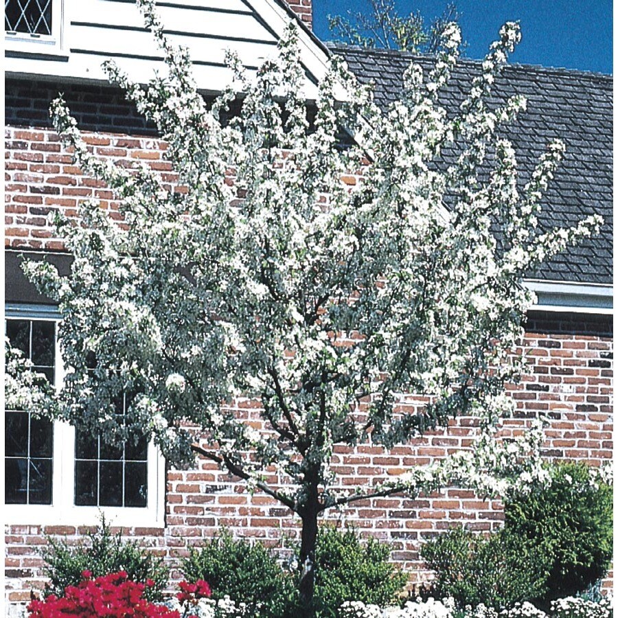 5.5Gallon White Crabapple Flowering Tree in Pot (With Soil) (L10752) at