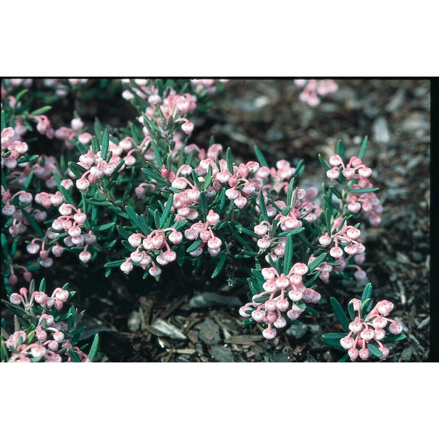 Shop 1.5Gallon Pink Bog Rosemary Flowering Shrub (L4165) at
