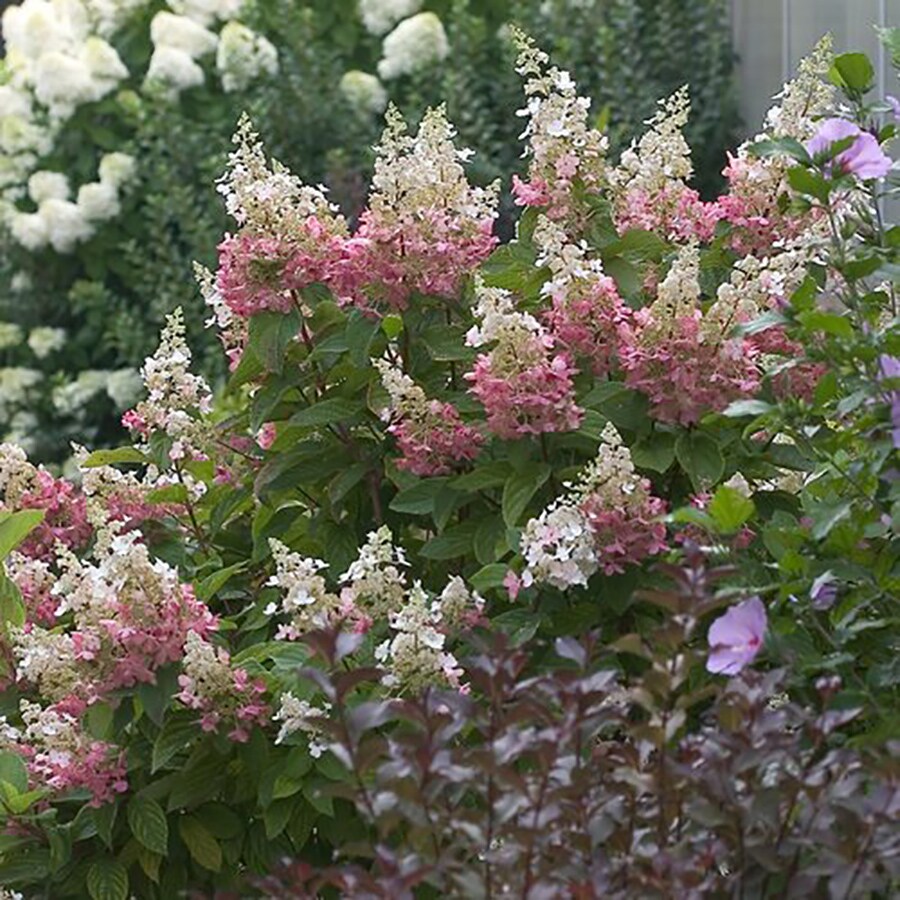 Mixed Hardy Hydrangea Flowering Shrub in Pot (With Soil) at