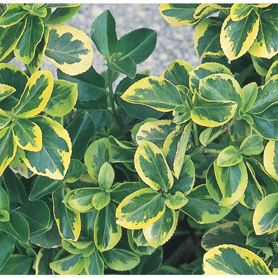 Canadale Gold Euonymus Accent Shrub in Pot (With Soil) (L8549) at