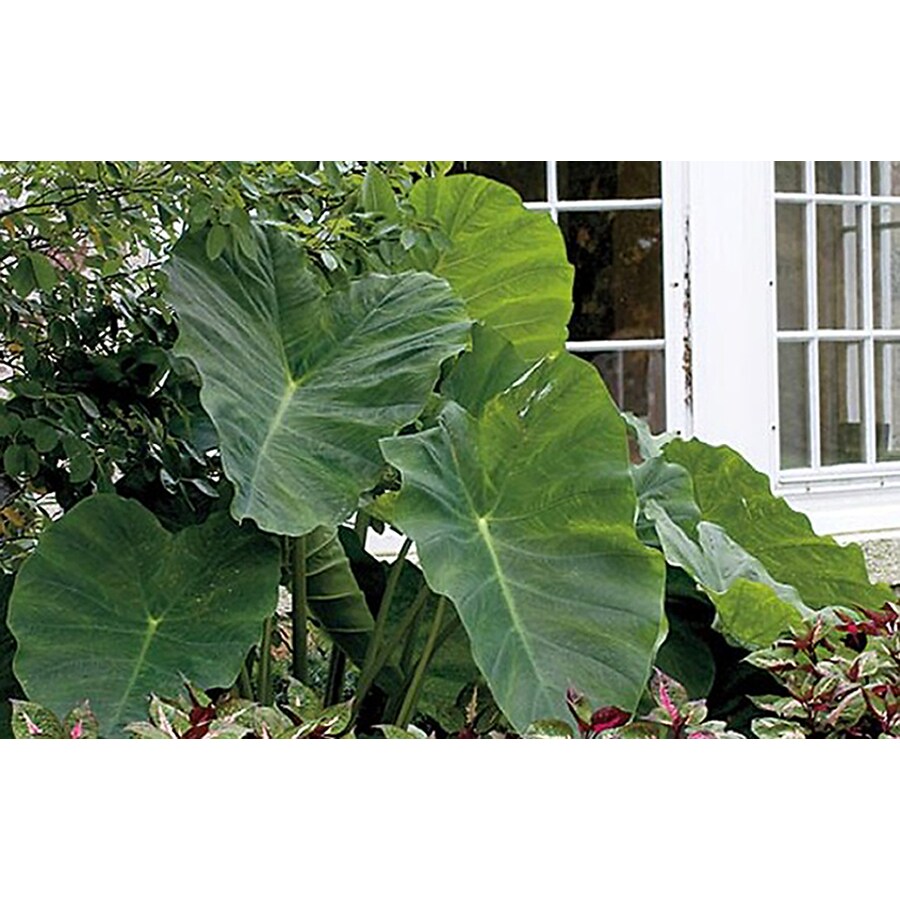 in Elephant Ear (L8541) in the Tropical Plants department
