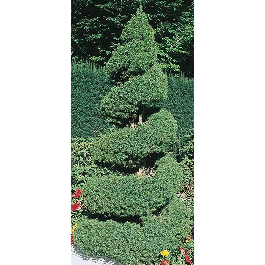 1.5Gallon Spiral Dwarf Alberta Spruce Feature Tree (L7230) at