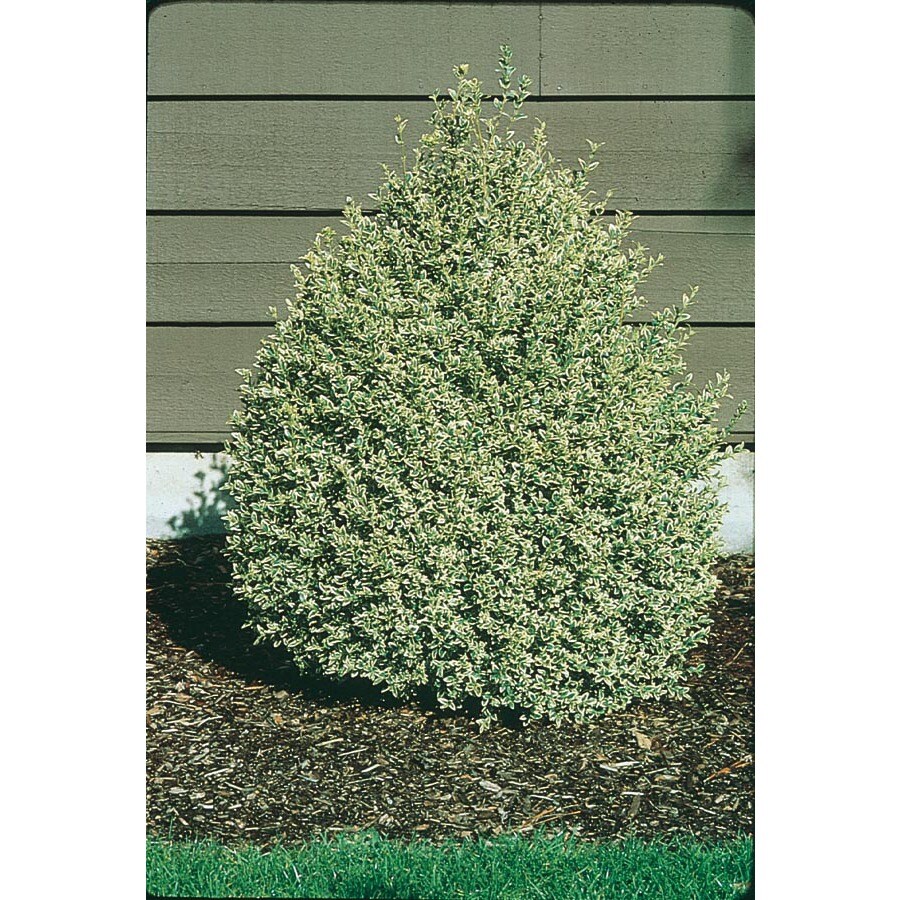Variegated Boxwood Foundation/Hedge Shrub in Pot (With Soil) (L10824