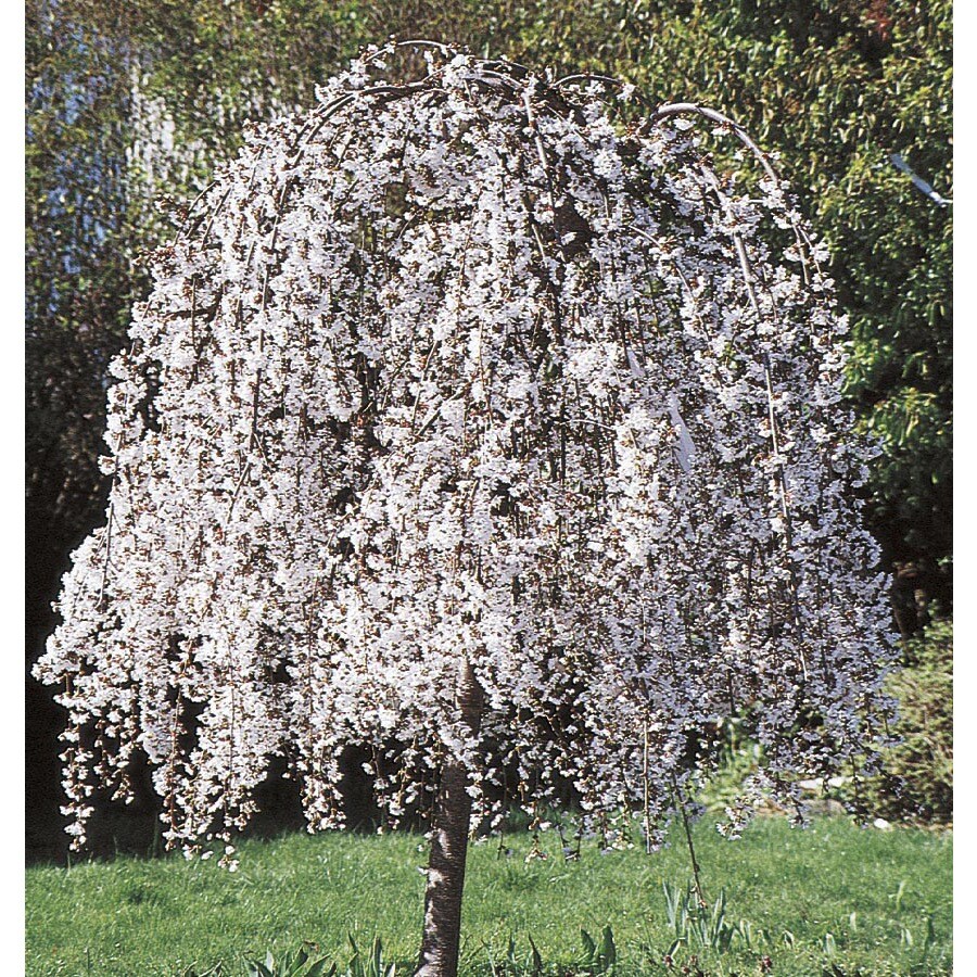 6Gallon White Weeping Cherry Feature Tree in Pot (With Soil) (L3232