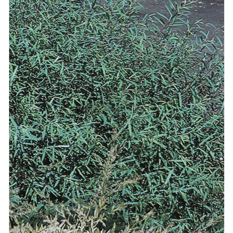 Dappled Willow Accent Shrub in Pot (With Soil) (L20514) at
