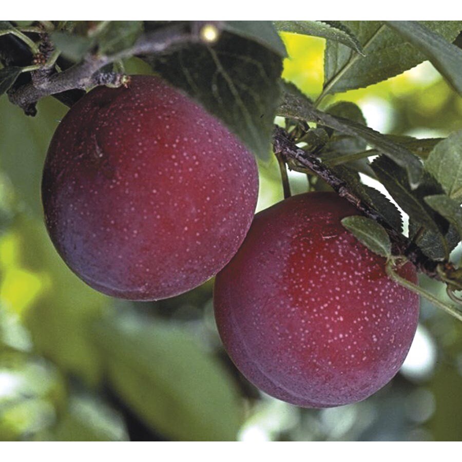 3.25Gallon Supersweet Plum Tree (L24831) at