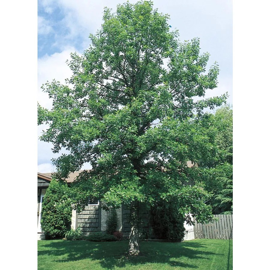 3.25Gallon Bur Oak Shade Tree in Pot (With Soil) (L1102) at