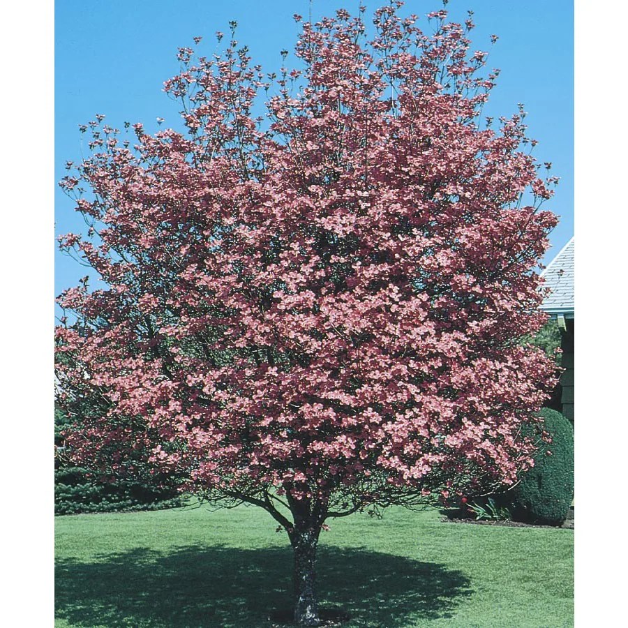 Shop 6Gallon Pink Crabapple Flowering Tree (L7002) at