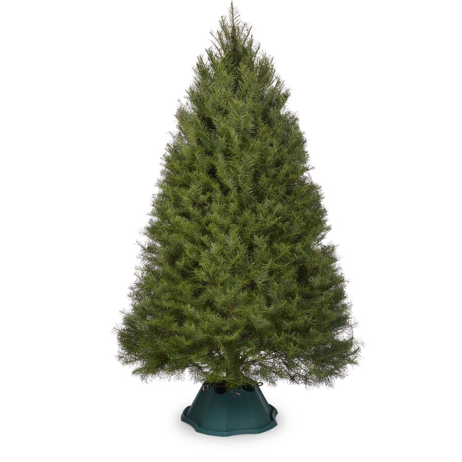 89 ft Douglas Fir Real Christmas Tree at