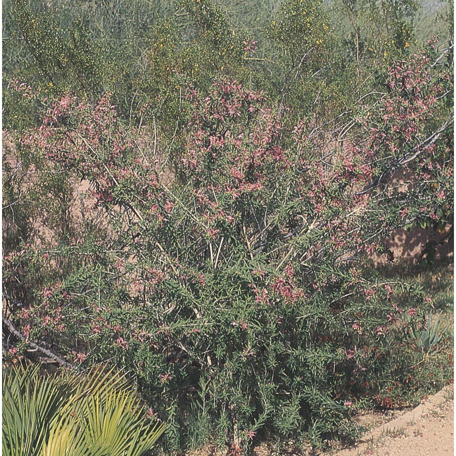 Red Common Emu Bush Accent Shrub in Pot (With Soil) (LW00075) at