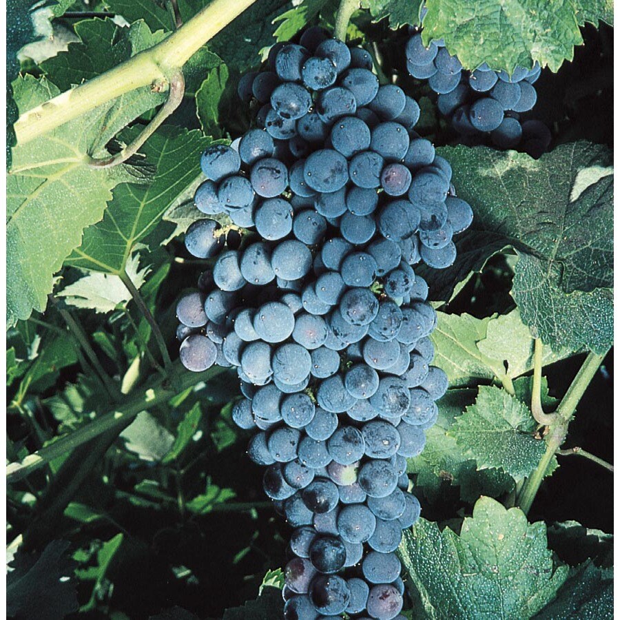 Mars Seedless Grape Plants (L1319) at