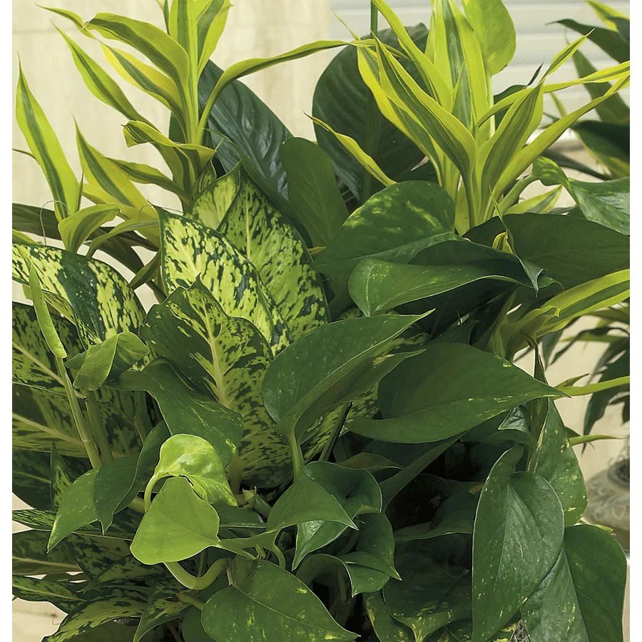 Foliage Dish Gardens (mixed) (L20945hp) at