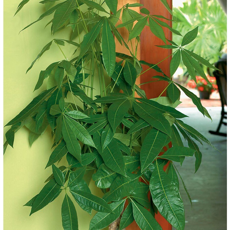 Pachira Money Tree (L20962hp) at