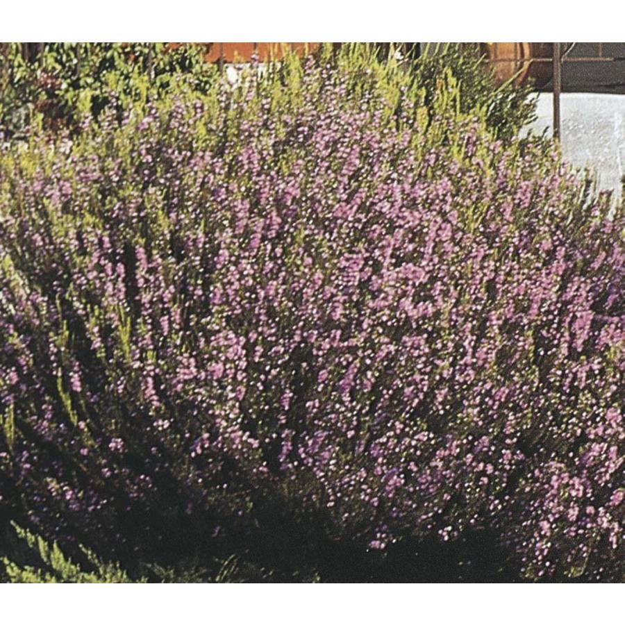 2.9Quart Pink Breath of Heaven Flowering Shrub in Pot (L3084) at
