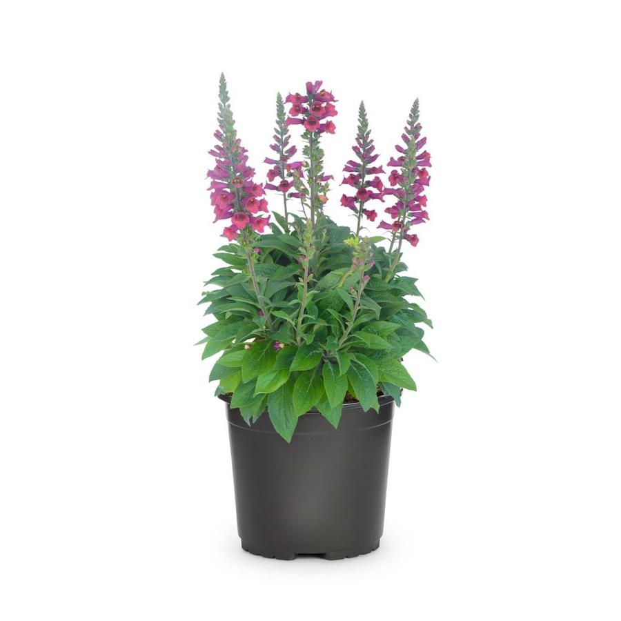 2.5Quart in Pot Foxglove (L5275) in the Perennials department at