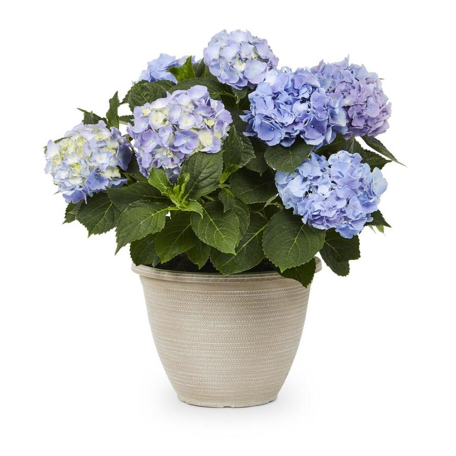 Shop 2.5Gallon Mixed Hydrangea Flowering Shrub (L6357) at
