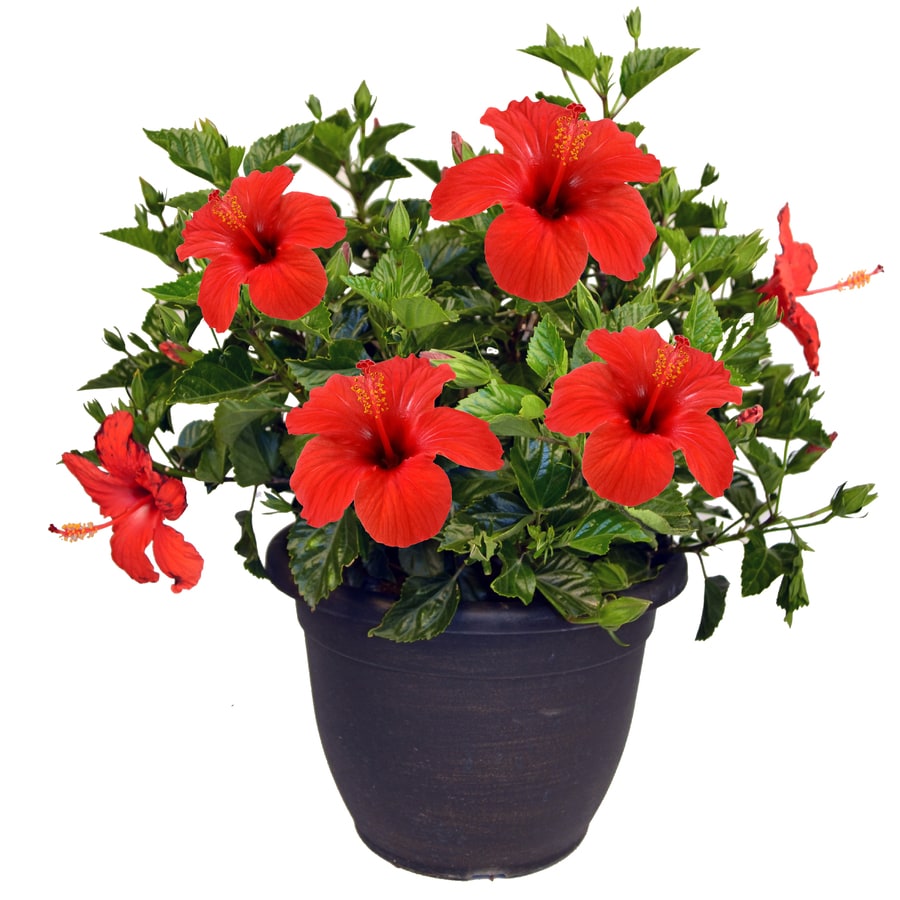 Mixed Hibiscus Shrub in (L3026) at