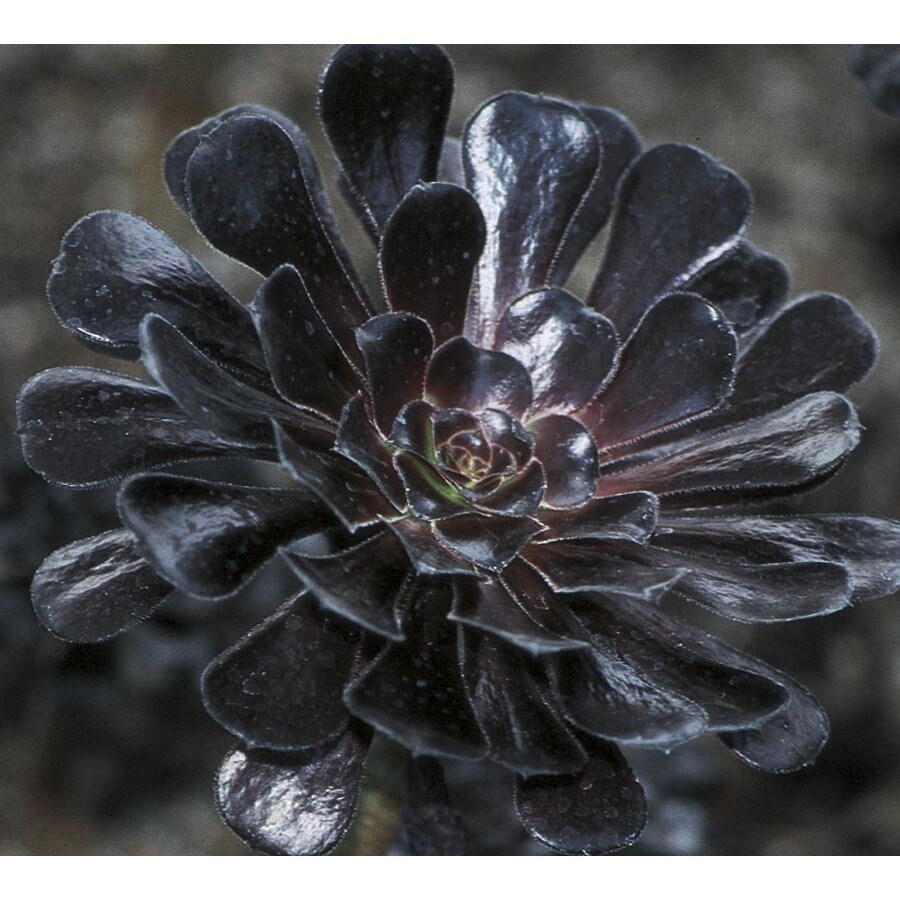2.5Quart Black Rose Aeonium (Lw04190) at