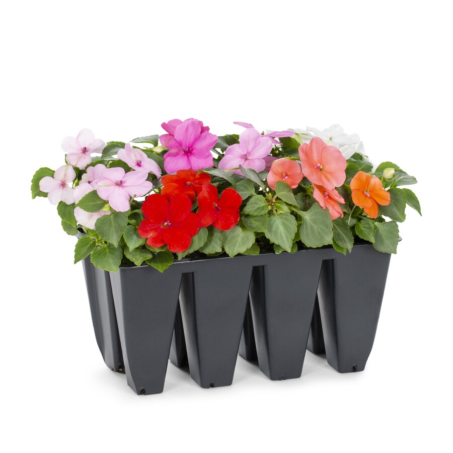 8Pack Multicolor Impatiens in Tray in the Annuals department at