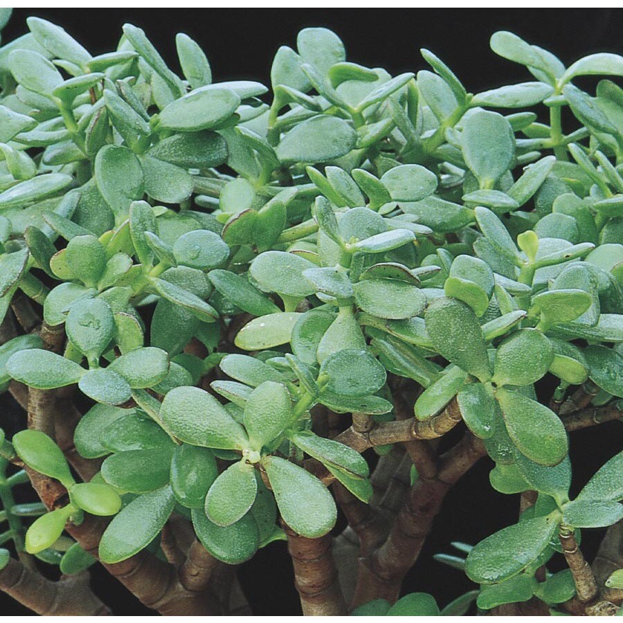 Pink Jade Plant Feature Shrub in Pot (With Soil) (LW03223