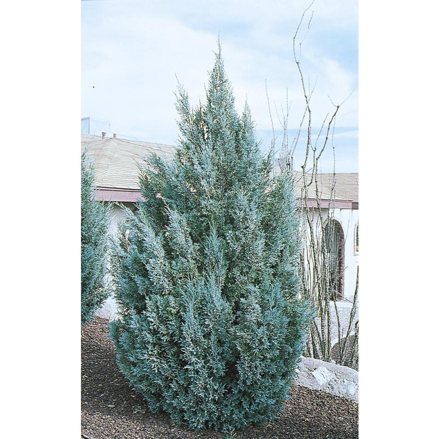 Shop 10.25Gallon Blue Ice Cypress Screening Tree (L7255) at