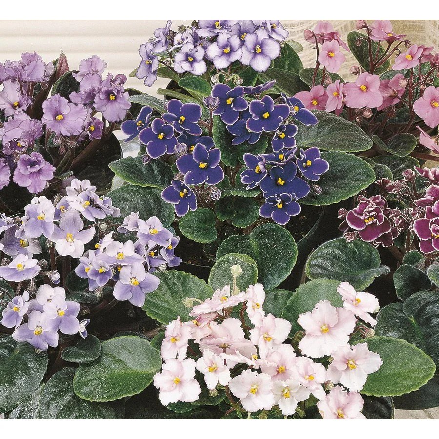 Mixed African Violet (Lw01547hp) in the House Plants department at