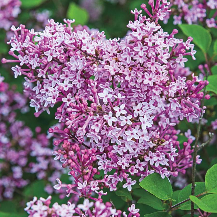 Spring Hill Nurseries Josee Reblooming Lilac Pink Flowering Shrub in
