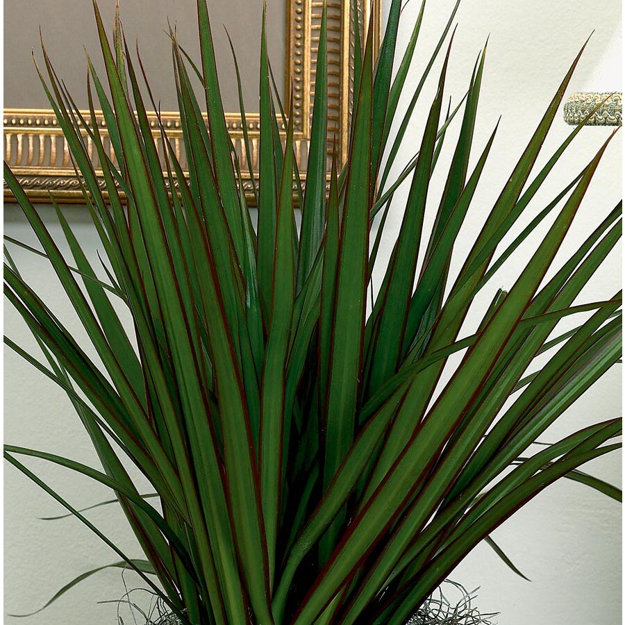 Dracaena Marginata in (L20958hp) in the House Plants department at