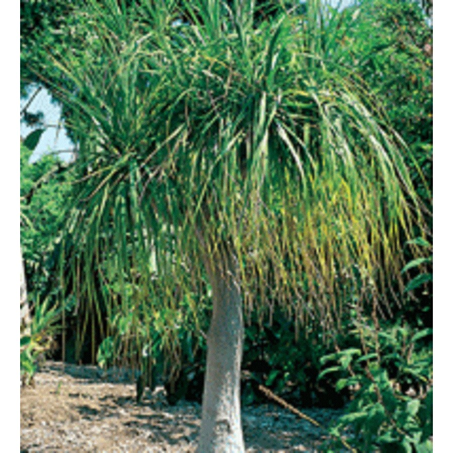 1Gallon Ponytail Palm in Pot (L9998) in the Tropical Plants department