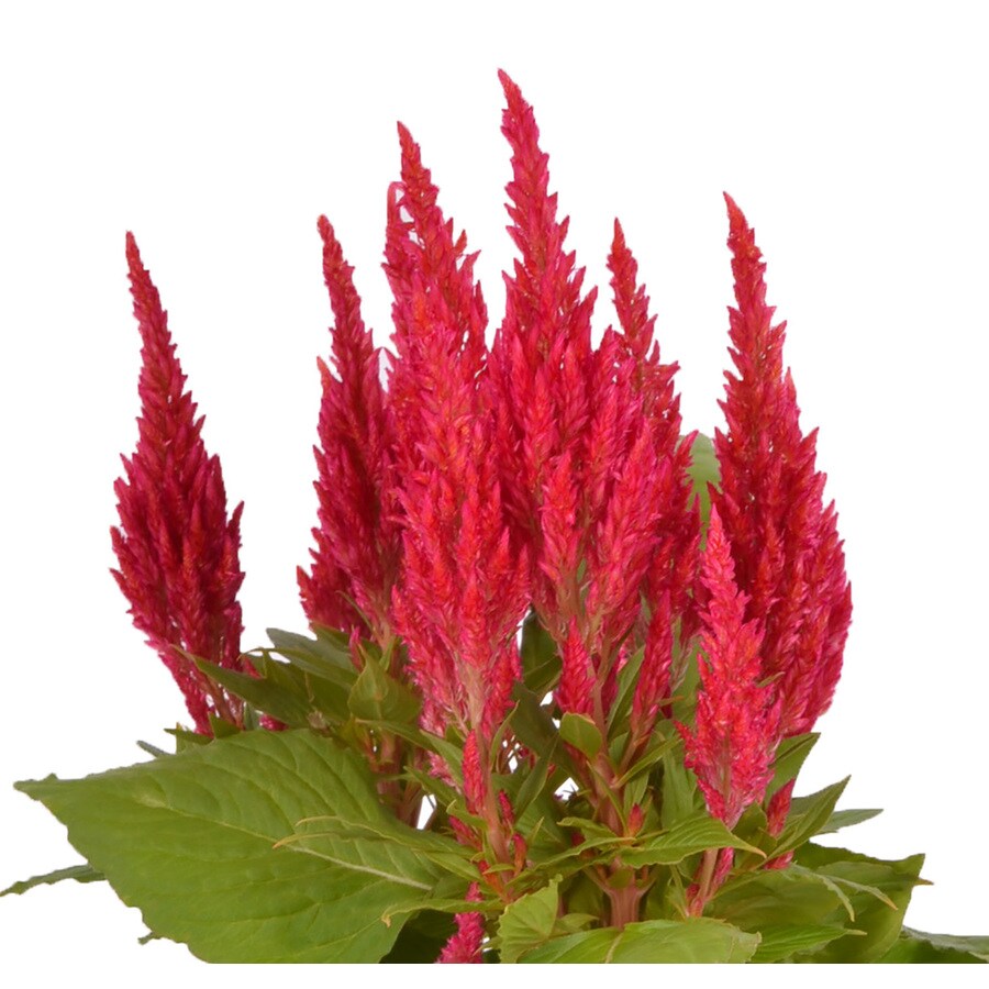 2Quart Multicolor Celosia in Pot at